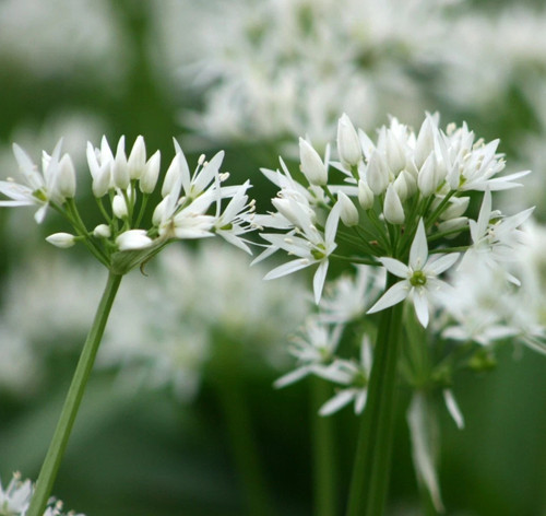 Wild garlic bulbs for - 60,