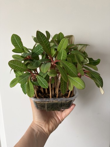 Euphorbia leuconeura - euphorbia,