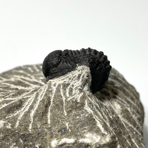 Trilobite fossil natural - trilobite, on