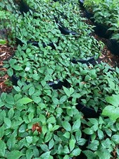 Asimina triloba, Asiminier trilobé, Paw paw, 10 to 500 plants of the year + PG (read)