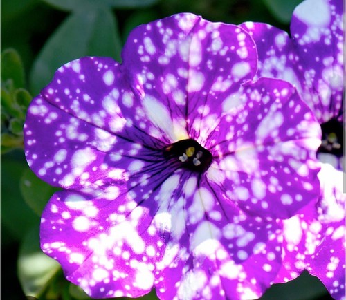 Stunning starry night petunia - starry,