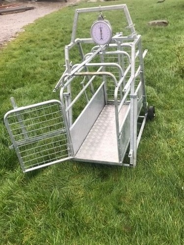 Sheep lamb weighing crate - sheep/lamb,