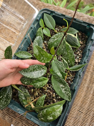 Hoya carnosa stardust - carnosa, 'stardust'