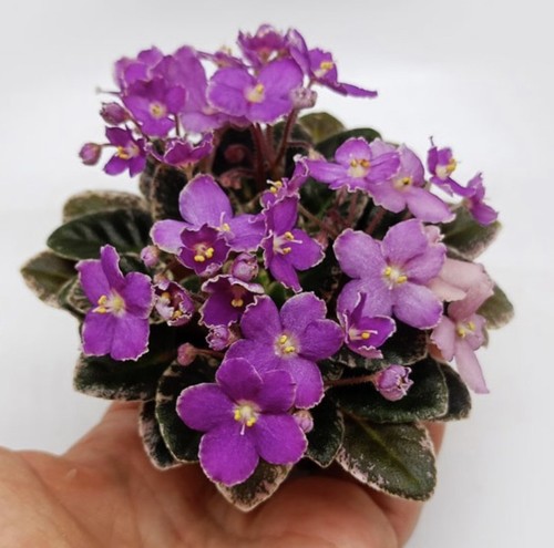 African violet curlina - african, 2