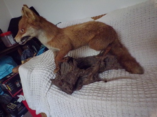 Taxidermy adult fox mounted - ,
