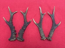 2 PAIRS OF ROE DEER ANTLERS