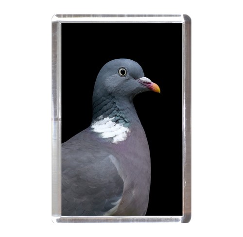 Fridge magnet wood pigeon - fridge,