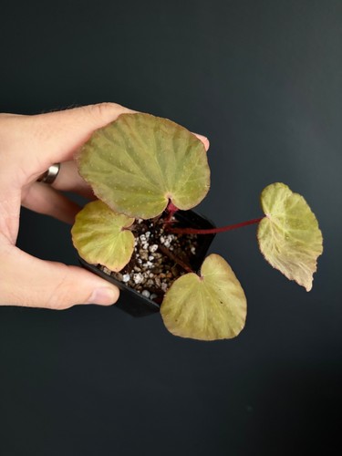 Begonia ozotothrix rare - |,