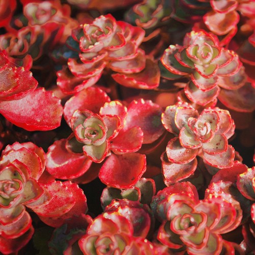 Sedum blood red voodoo species - sedum,