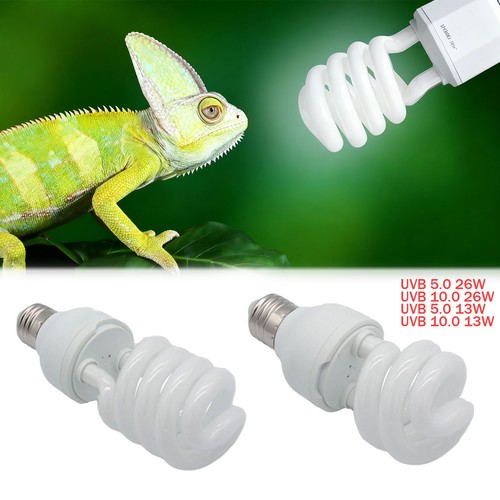 Pet screw bulb plant - bulb, reptile