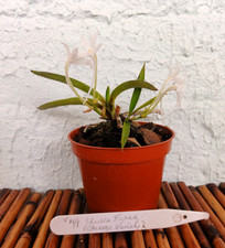 Neofinetia Falcata - Vanda
