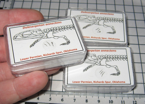 Permian doleserpeton amphibian - permian,