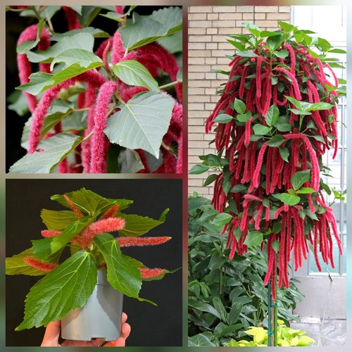 Chenille plant acalypha - chenille,