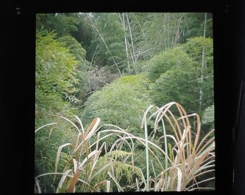 Bright screen for rolleiflex - for,