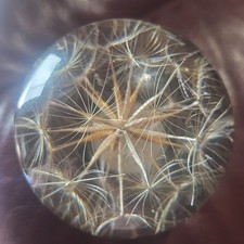 Hafod Grange Dandelion Flower