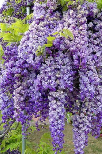 Chinese wisteria tree - chinese, grow