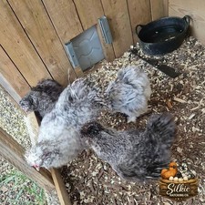 X6 OVAL SILKIE ROUNDS NOT LIVE