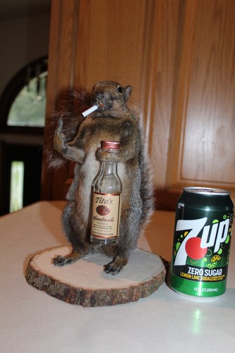 Taxidermy naughty squirrel - taxidermy,