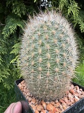 Large matucana herzogiana - large,