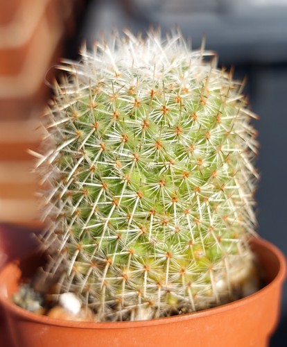 Mammillaria dealbata - dealbata,