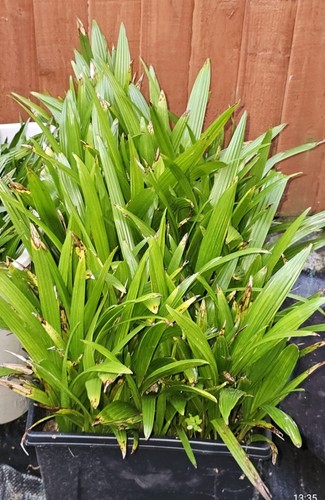 Trachycarpus fortunei - 10,