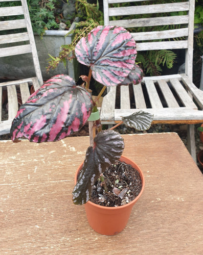Begonia brevirimosa young - begonia,