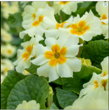 Primula Vulgaris Everlast Wild Primrose Plant Perennial 6 x 9cm Pots
