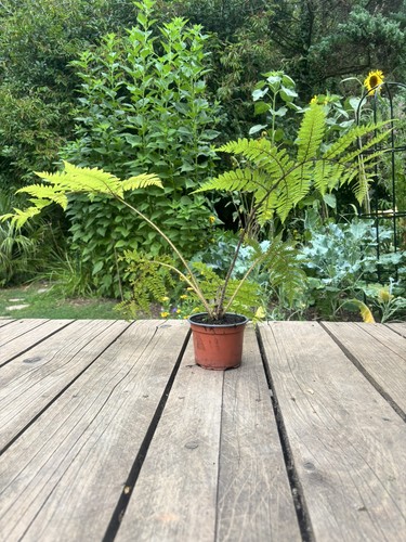 Cyathea medullaris black tree - medullaris, (black