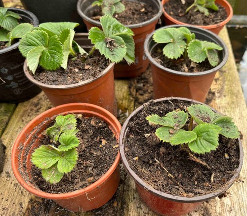 Strawberry plants bare - 10,