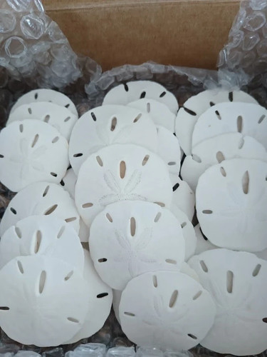 White keyhole sand dollars - keyhole,