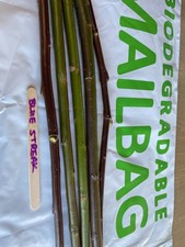 Willow - 5 Salix  Blue Streak