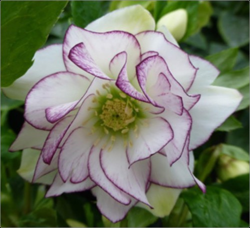 Hellebore helleborus white - hellebore,