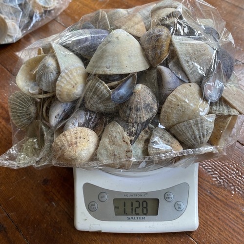 1kg sea shells large lot - shells,