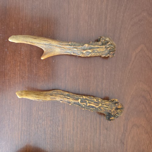 Pair roe deer antlers - pair,