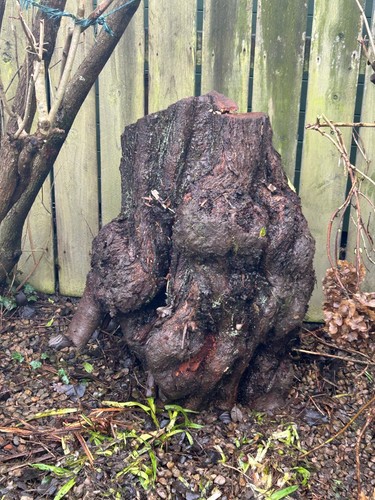 Plum tree stump - plum, wood