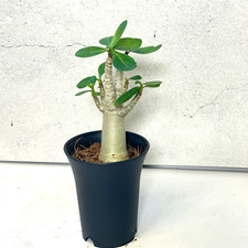 Medium Desert Rose, Adenium Obesum in 8cm pot, Mini Succulent Caudex Plant