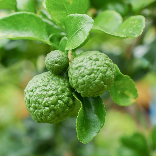 Citrus tree kaffir lime - kaffir,