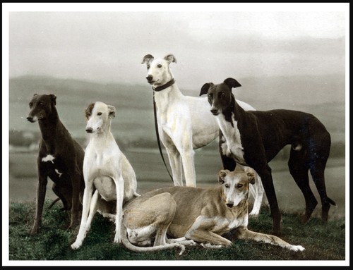 Greyhound dogs group dog - dogs,