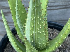 Silver White Variegated Tree Aloe Hybrid Seedling!! Erik the Red X Red Ferox!!!