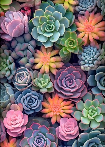 Succulent paint numbers kit - succulent,
