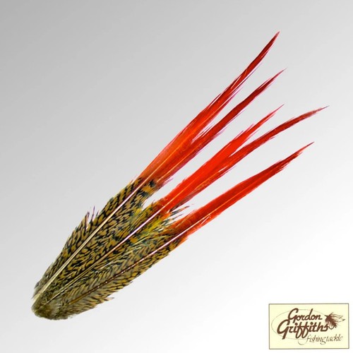 Golden pheasant red spears - red,