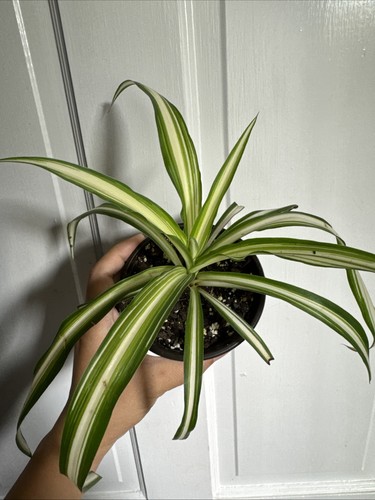 Variegated spider plant - plant,