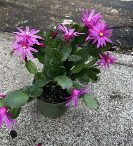 Easter cactus propagation - easter,