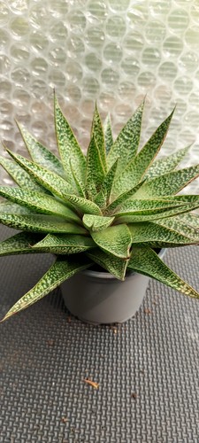 Gasterhaworthia gasteria - (gasteria, ×