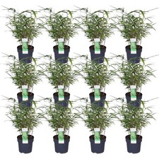 Umbrella Bamboo Fargesia Rufa - Set of 12 - Approx 40cm High Ø14cm - Compact,