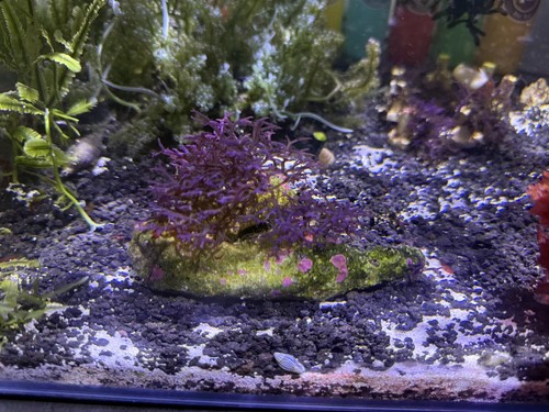 Marine macro algae hypnea - marine, algae,