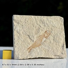 Hemisaurida Fossil Fish