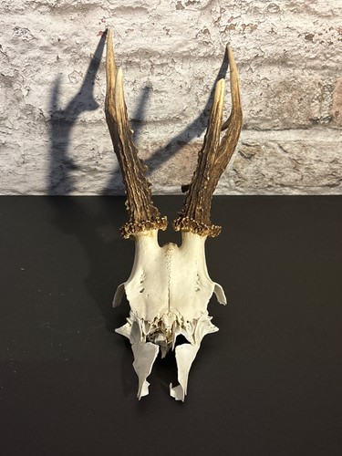Roe deer skull - deer, with