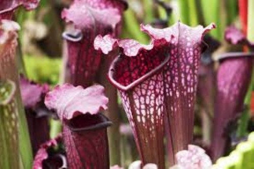 Purple pitcher plant - x,