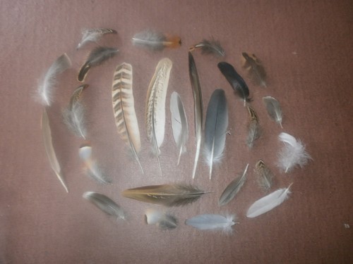 Natural birds feathers free - natural,